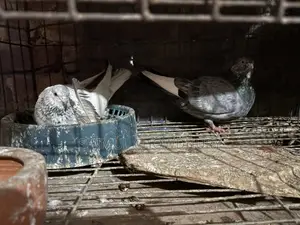 Good quality pigeon pair