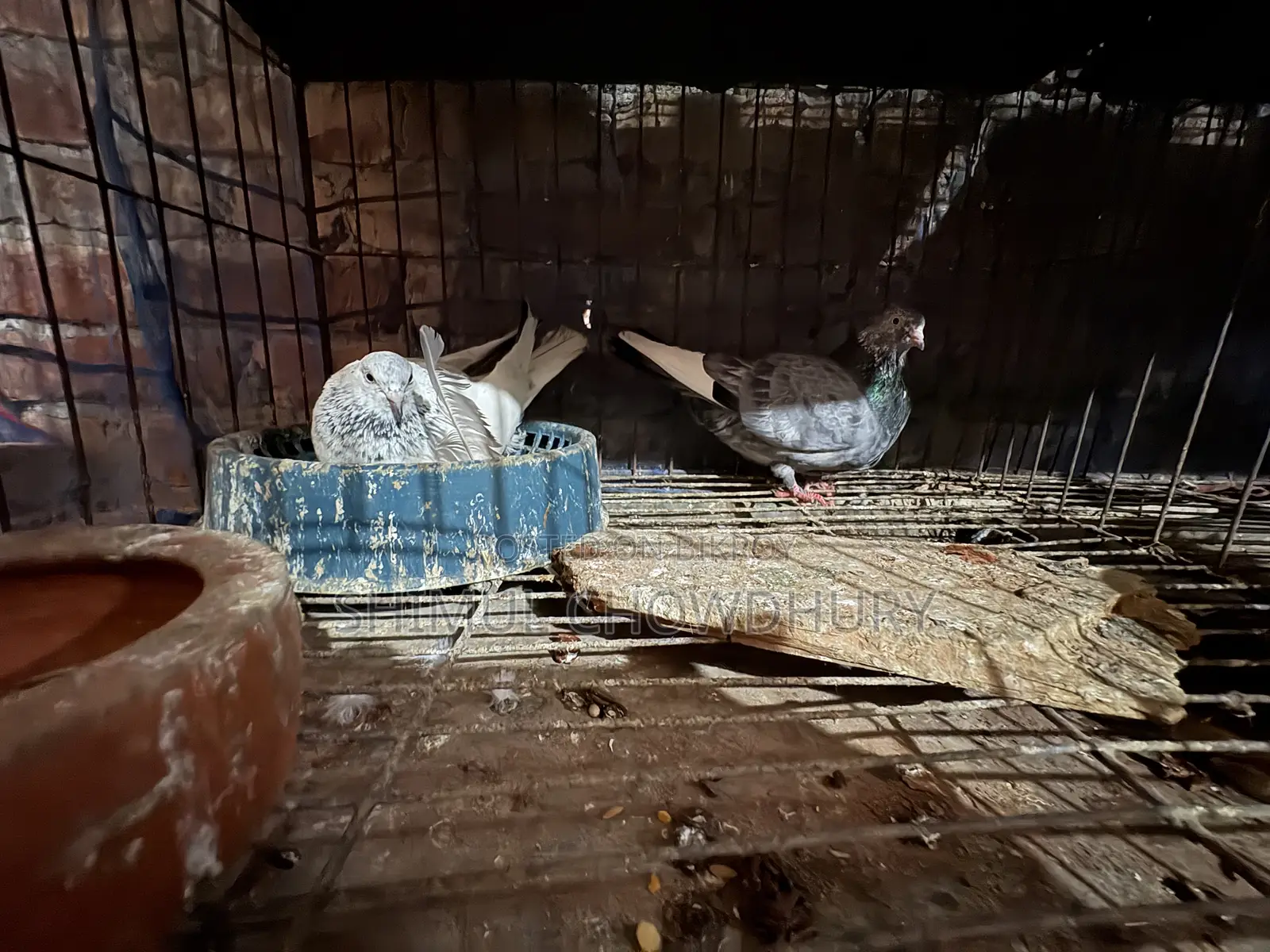 Good quality pigeon pair