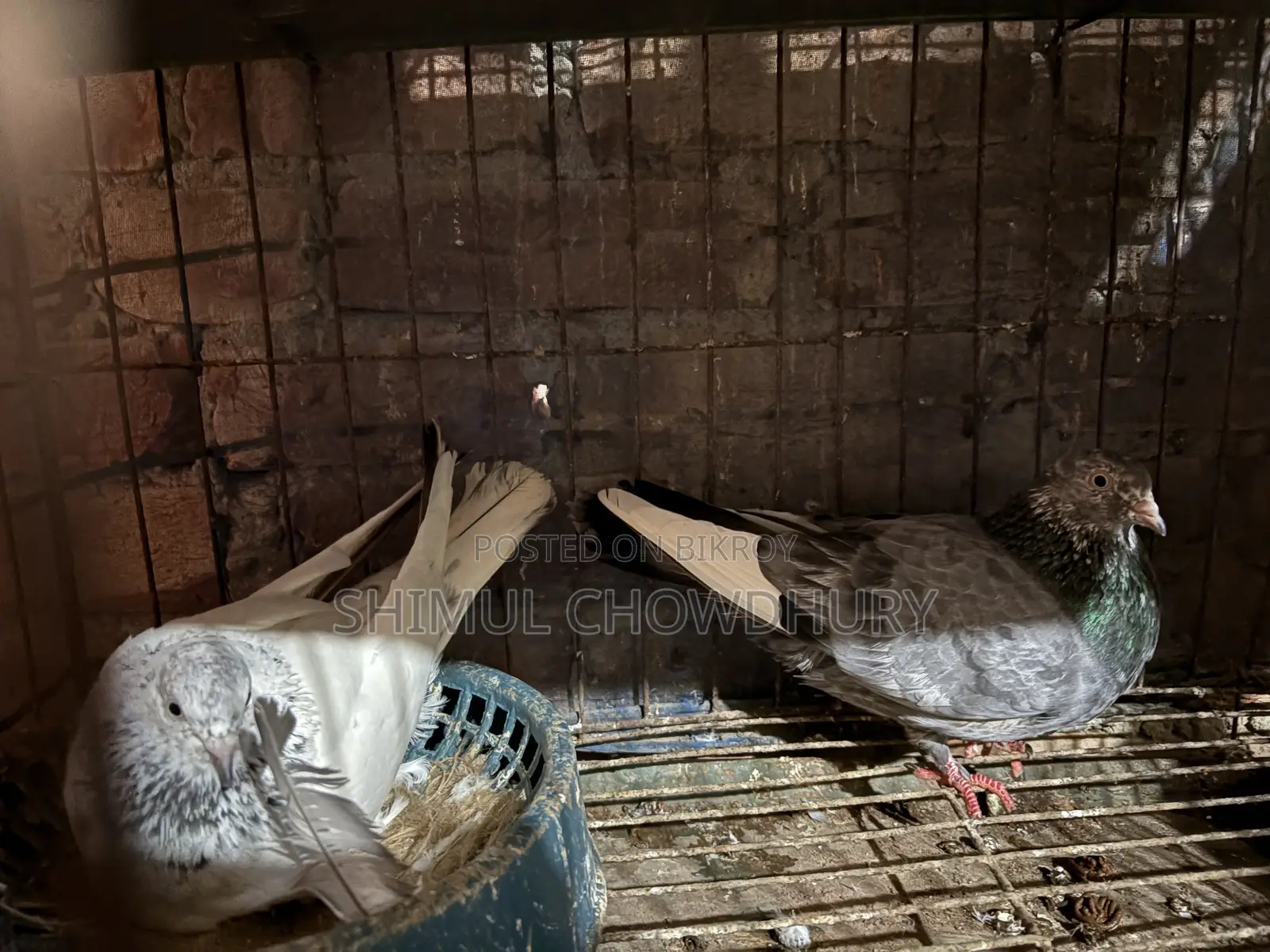 Good quality pigeon pair