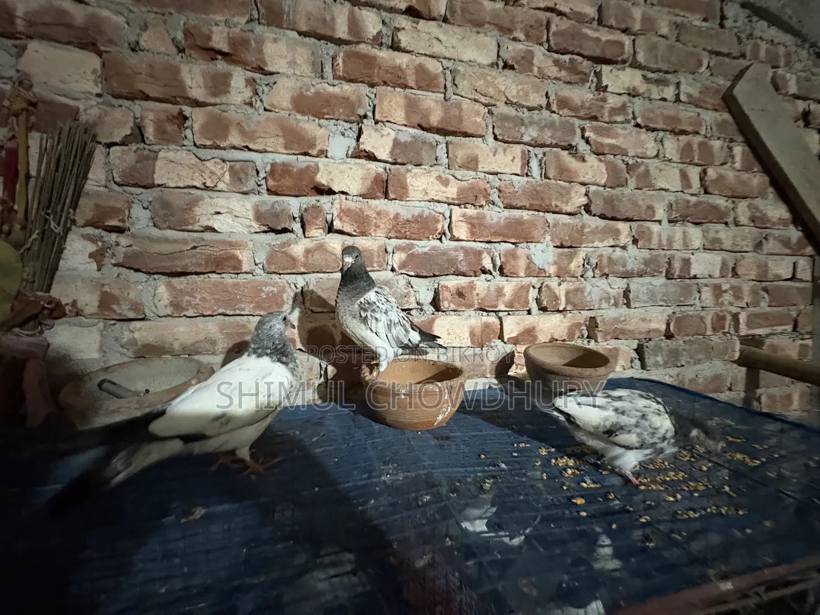 One-feather baby pigeon of good quality