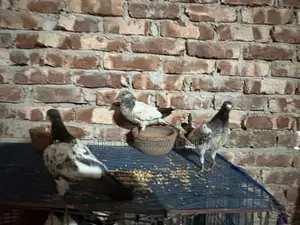 One-feather baby pigeon of good quality