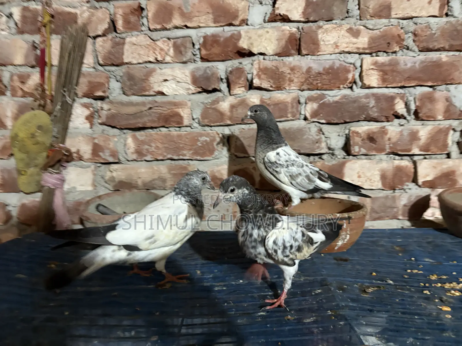 One-feather baby pigeon of good quality