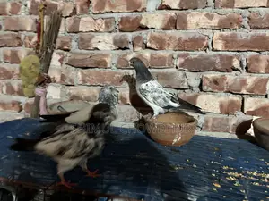 One-feather baby pigeon of good quality