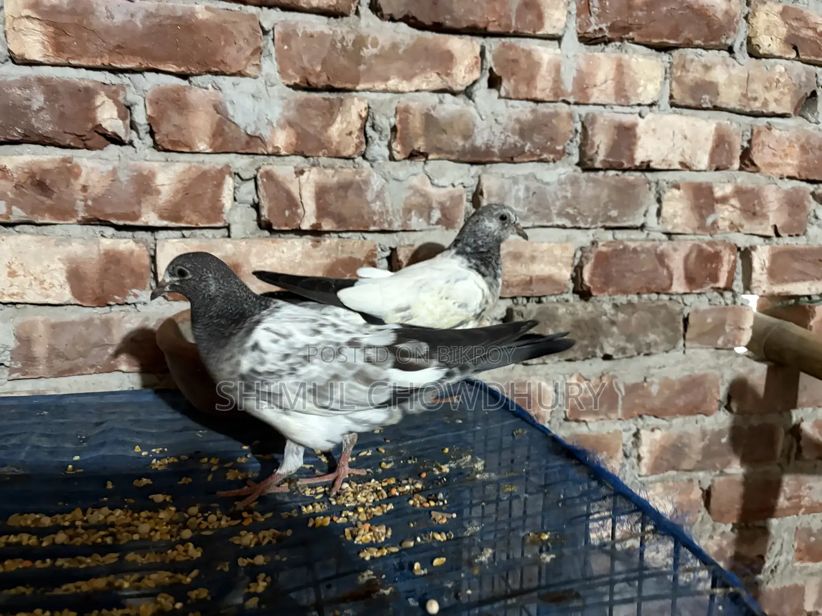 One-feather baby pigeon of good quality