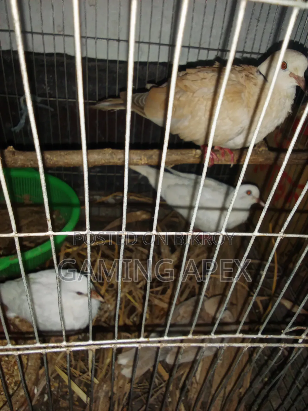 Running Dove Birds