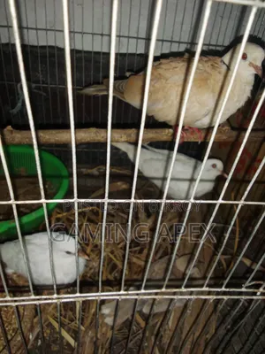 Running Dove Birds
