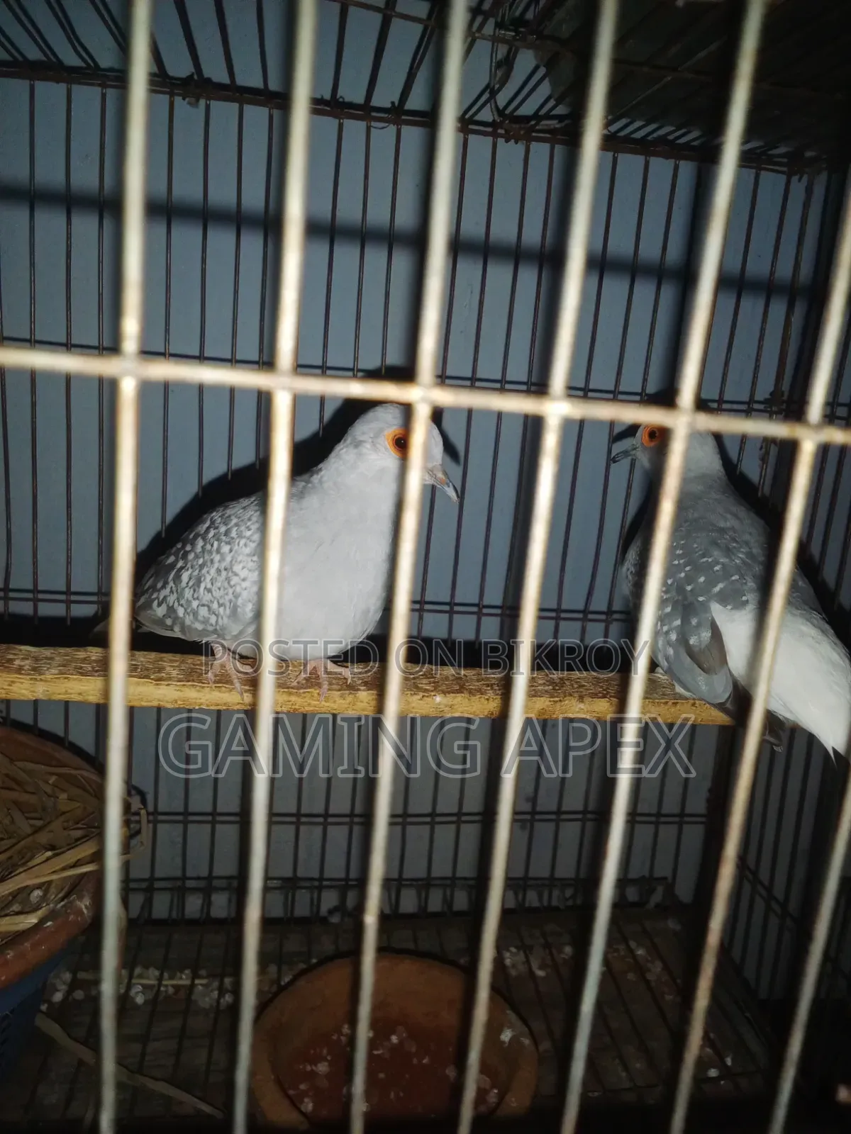 Running Dove Birds