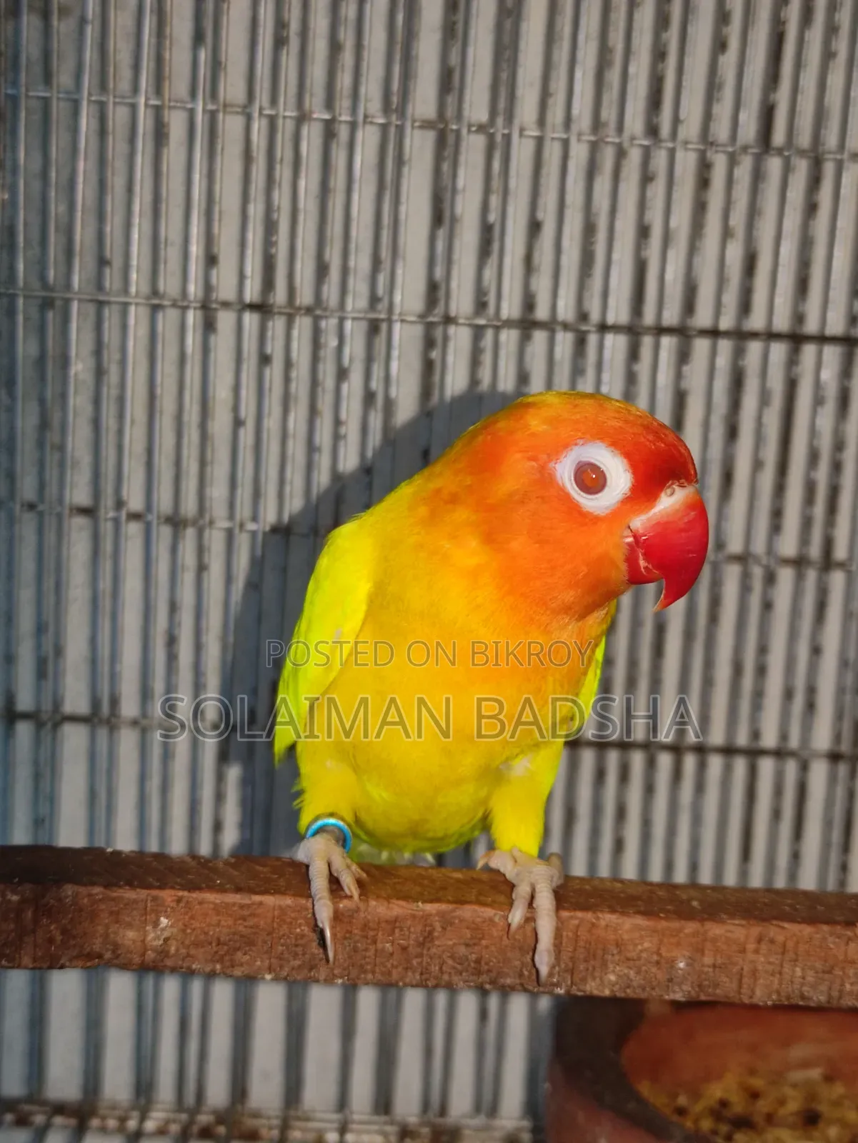 Running Lovebird Male