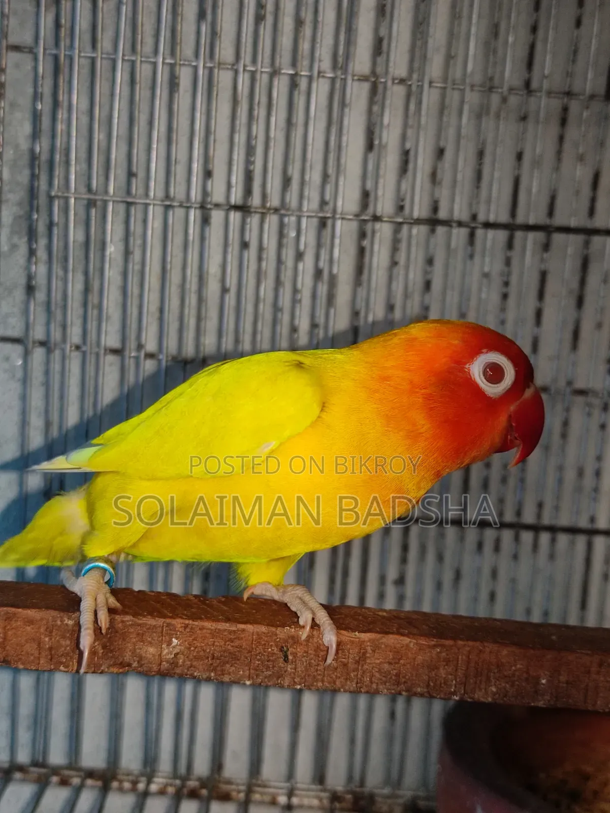 Running Lovebird Male