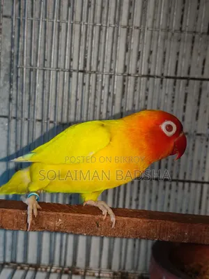 Running Lovebird Male