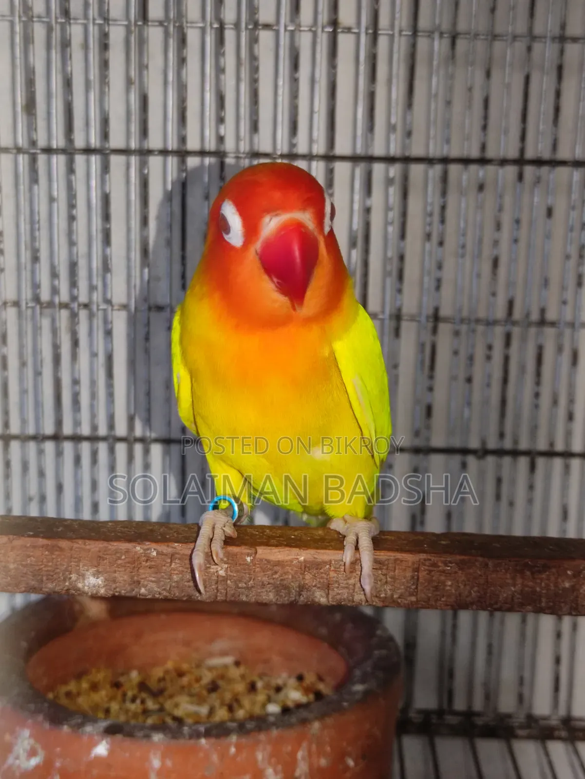 Running Lovebird Male