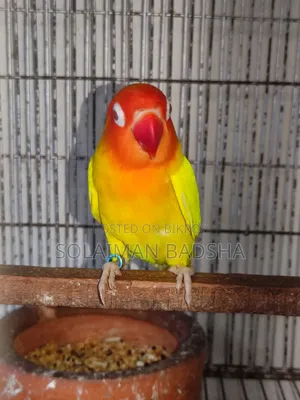 Running Lovebird Male