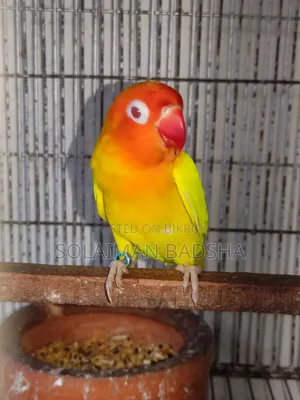Running Lovebird Male