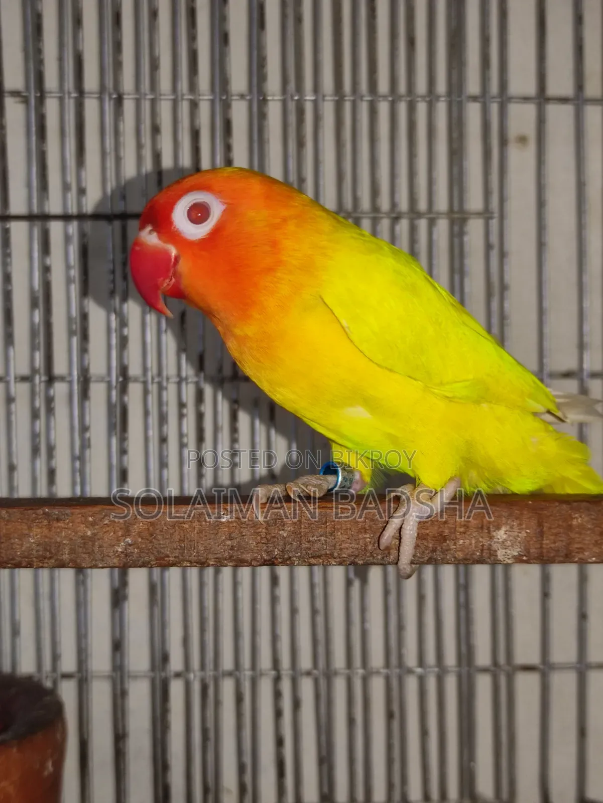 Running Lovebird Male