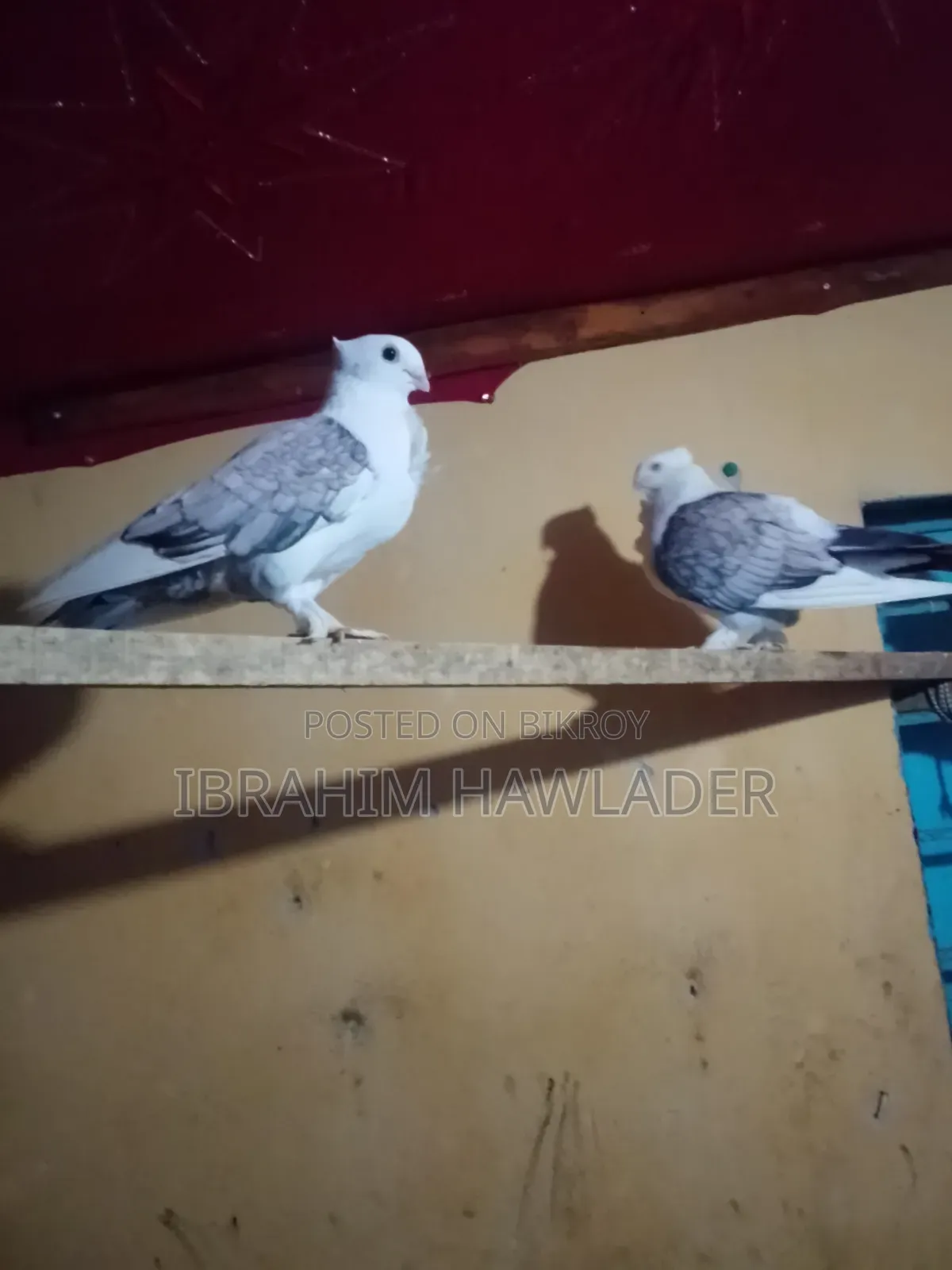 Two Satin pigeons, male, you can take single if anyone needs