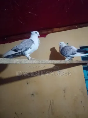 Two Satin pigeons, male, you can take single if anyone needs