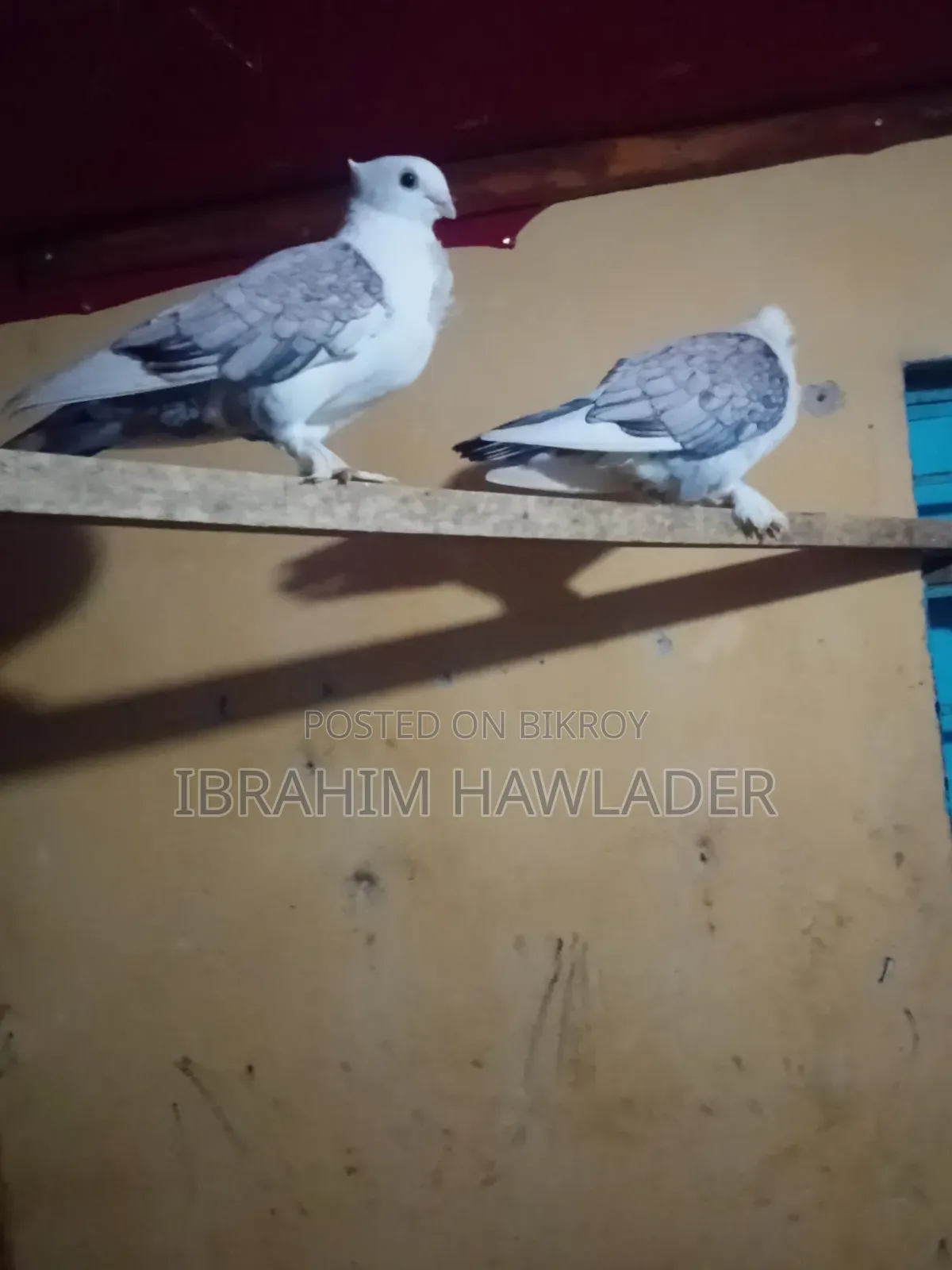 Two Satin pigeons, male, you can take single if anyone needs