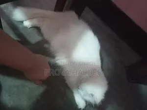 ৬-১২ মাস বয়সী নারী পিওর পার্সিয়ান বিড়াল