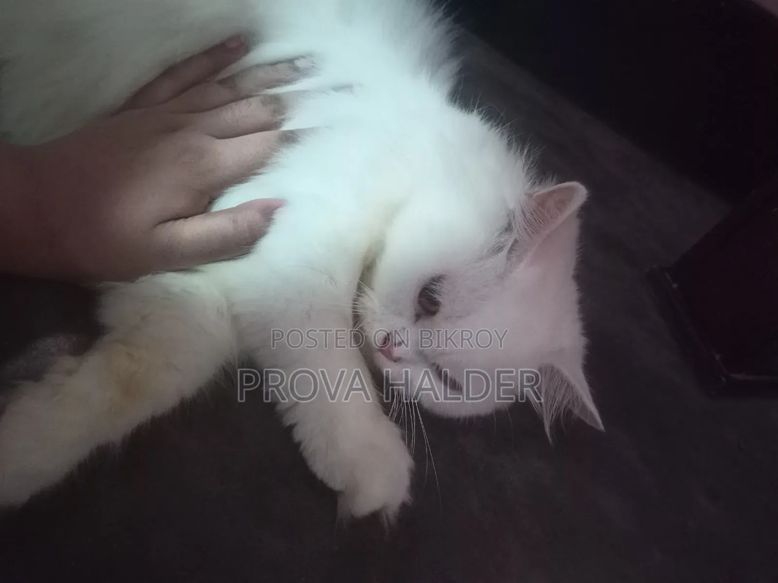 ৬-১২ মাস বয়সী নারী পিওর পার্সিয়ান বিড়াল