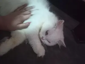 ৬-১২ মাস বয়সী নারী পিওর পার্সিয়ান বিড়াল
