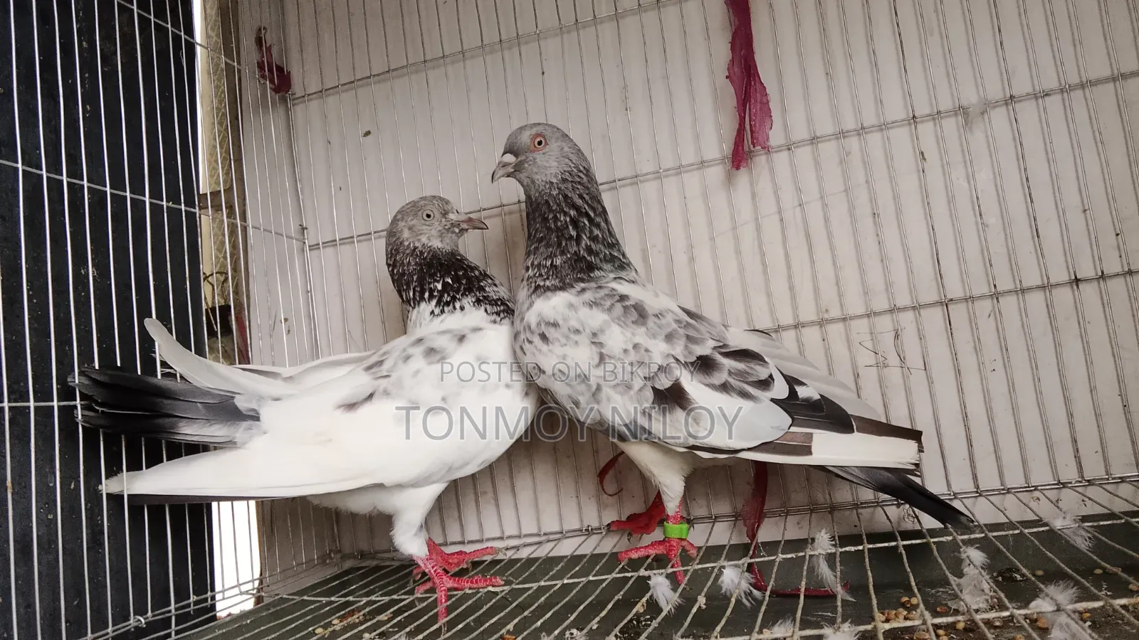Pigeon Pair