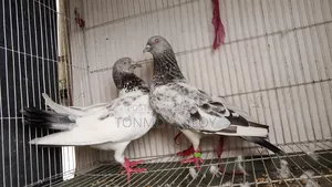 Pigeon Pair