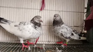 Pigeon Pair