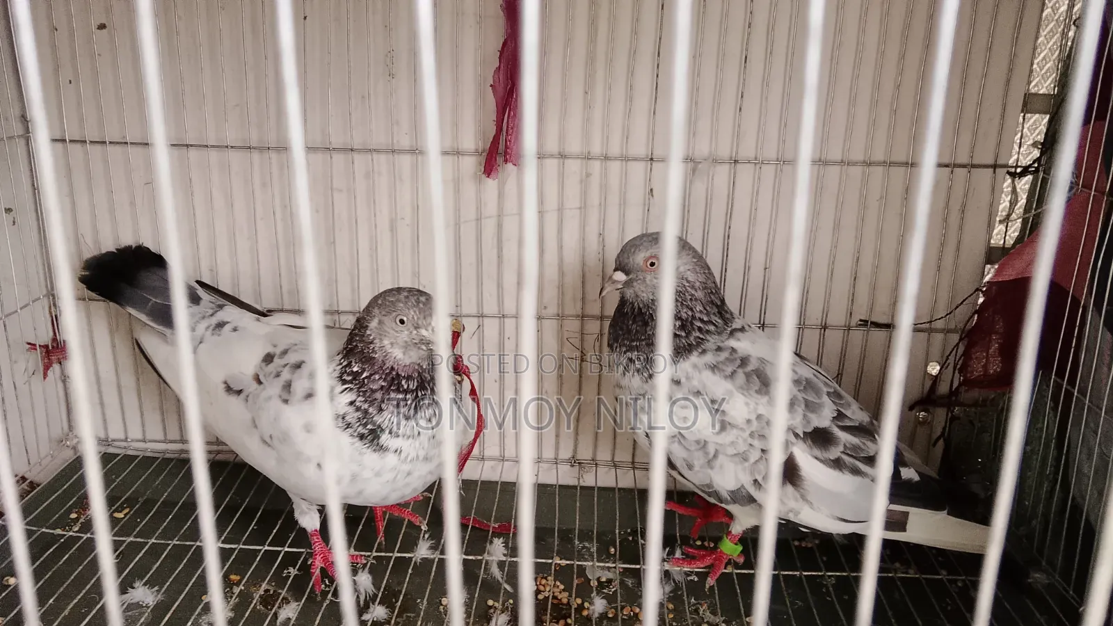 Pigeon Pair