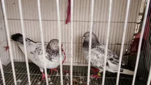 Pigeon Pair