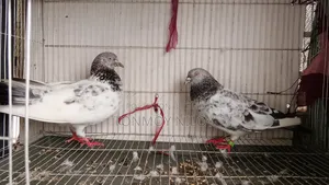 Pigeon Pair
