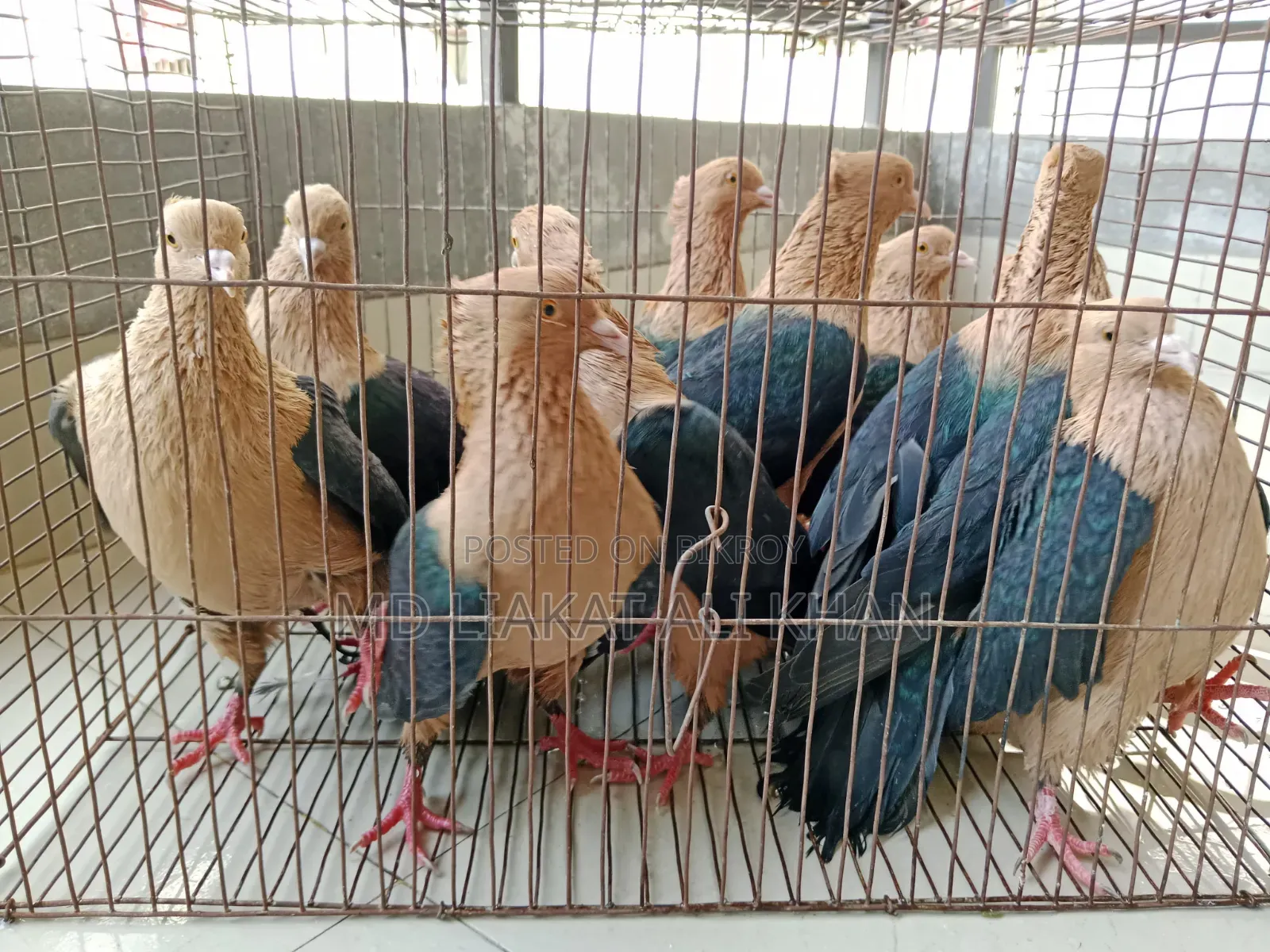 কবুতর বিক্রি হবে