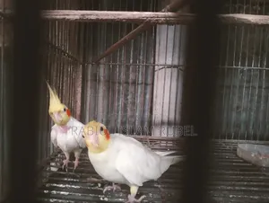 ককাটেল পাখি
