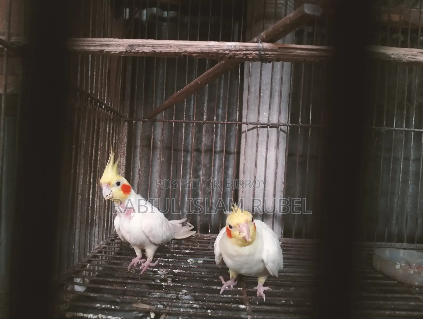 ককাটেল পাখি