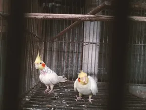 ককাটেল পাখি