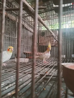 ককাটেল পাখি