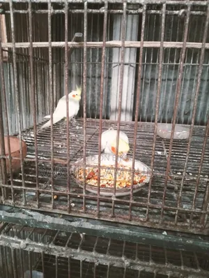ককাটেল পাখি