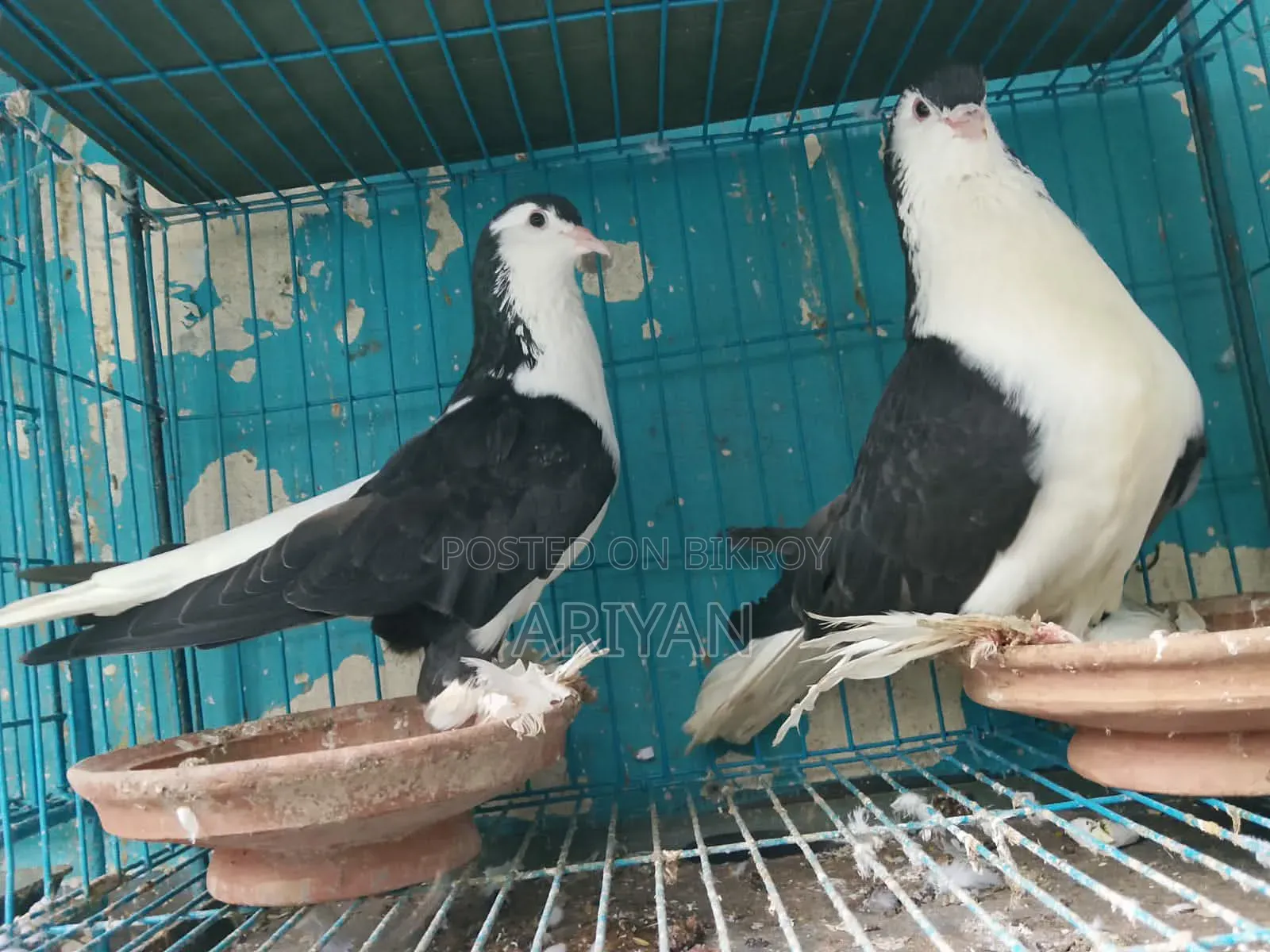 Best Lahore Pigeons