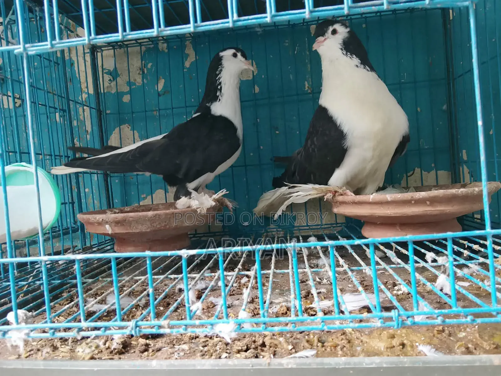 Best Lahore Pigeons