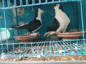 Best Lahore Pigeons