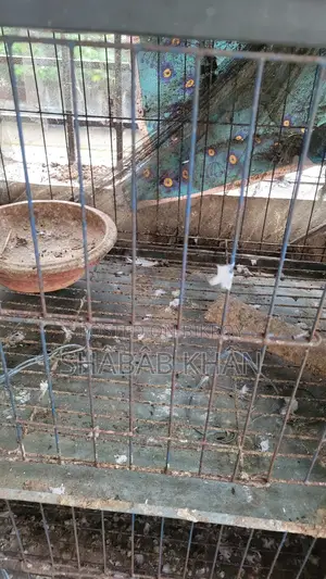 Pigeon Cage 4 Compartment 2 Compartment