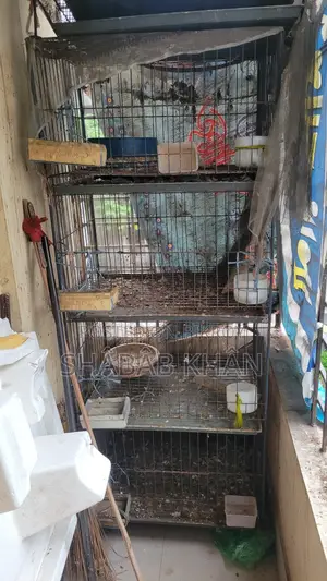 Pigeon Cage 4 Compartment 2 Compartment