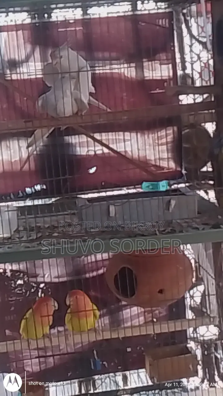 Full Running Red Eye Albino Pair with Eggs for Sale