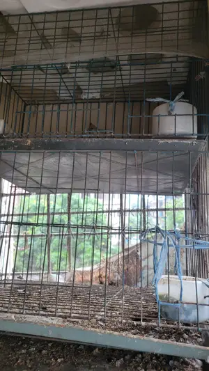 Pigeon Cage 4 Compartment 2 Compartment