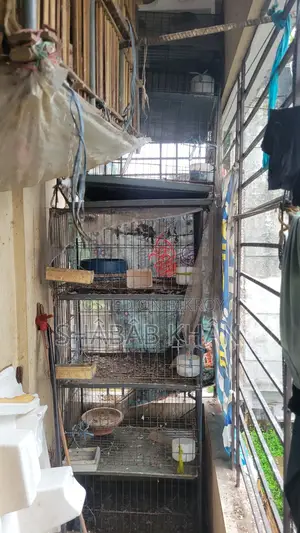 Pigeon Cage 4 Compartment 2 Compartment