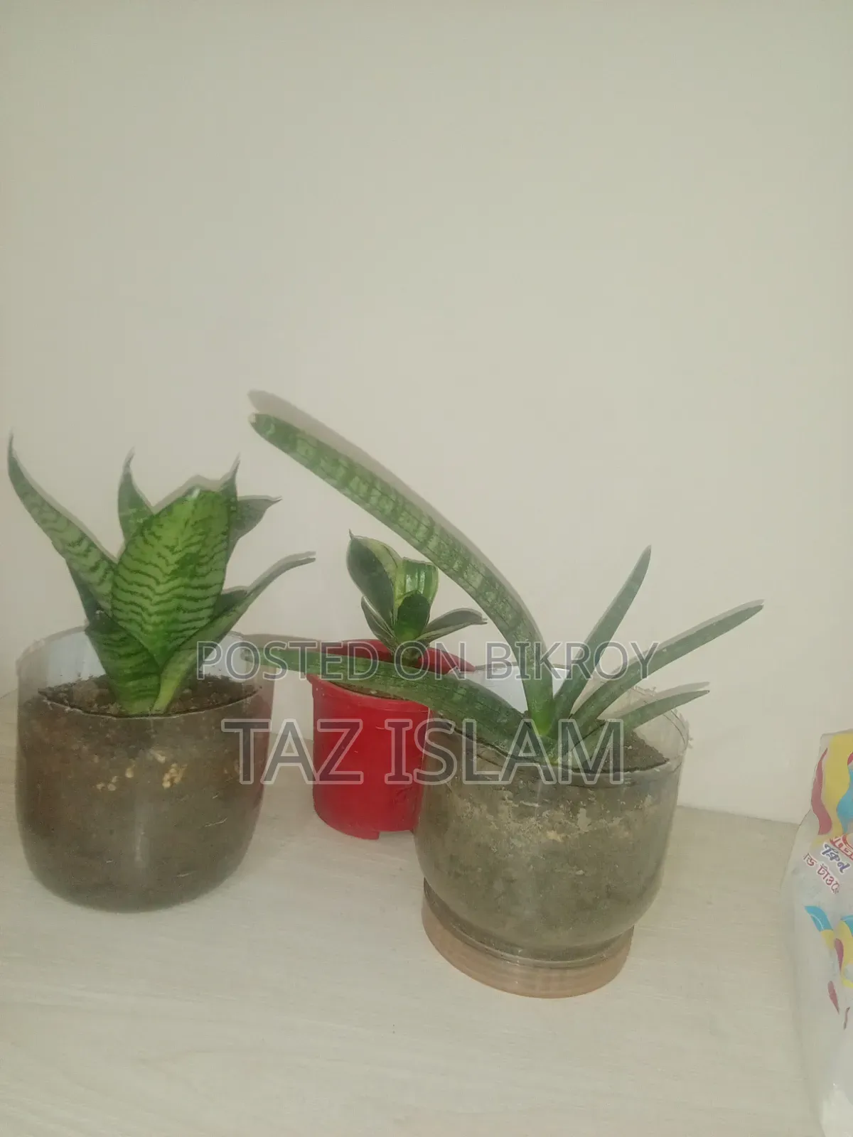 Cylinder Snake Plant