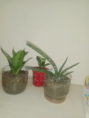 Cylinder Snake Plant