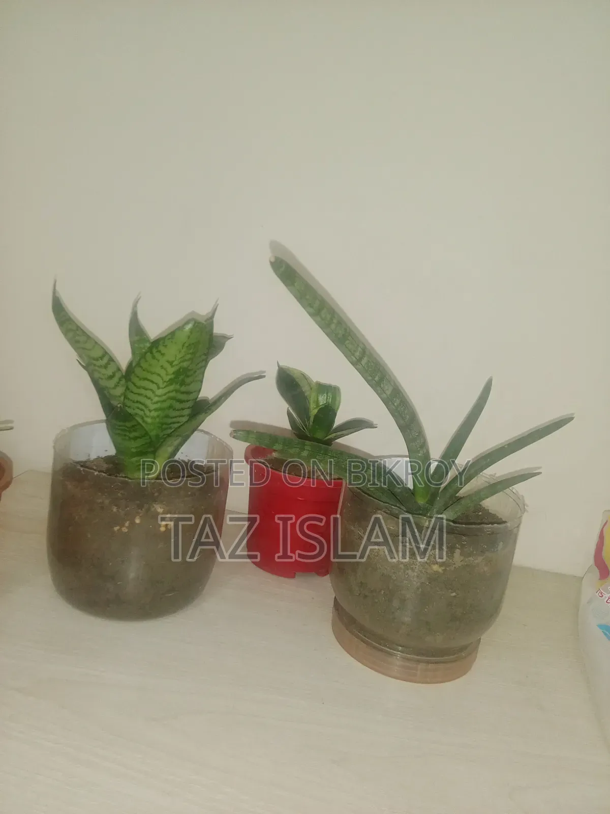 Cylinder Snake Plant