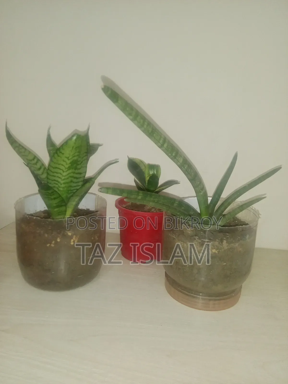 Cylinder Snake Plant