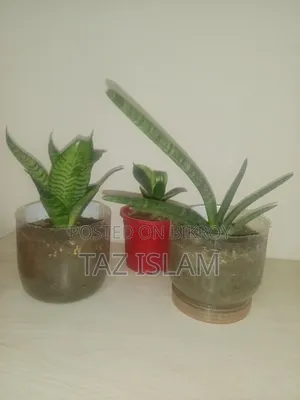 Cylinder Snake Plant