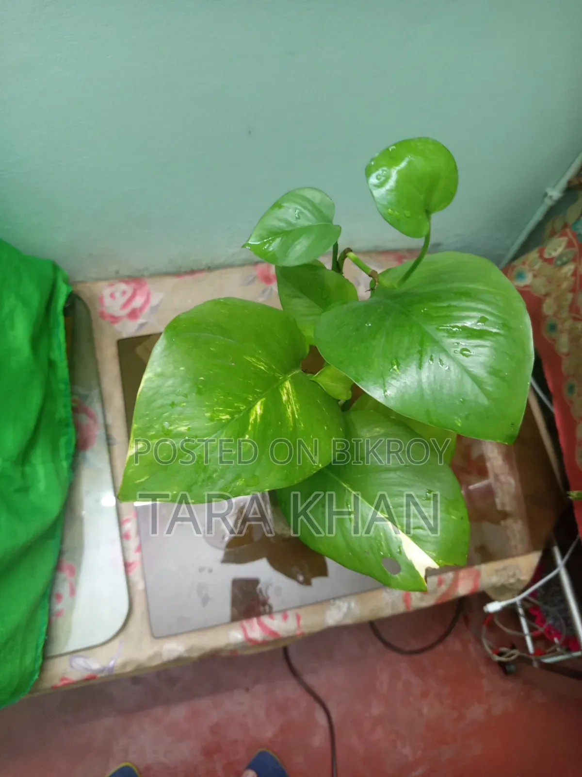 Aquarium Money Plant